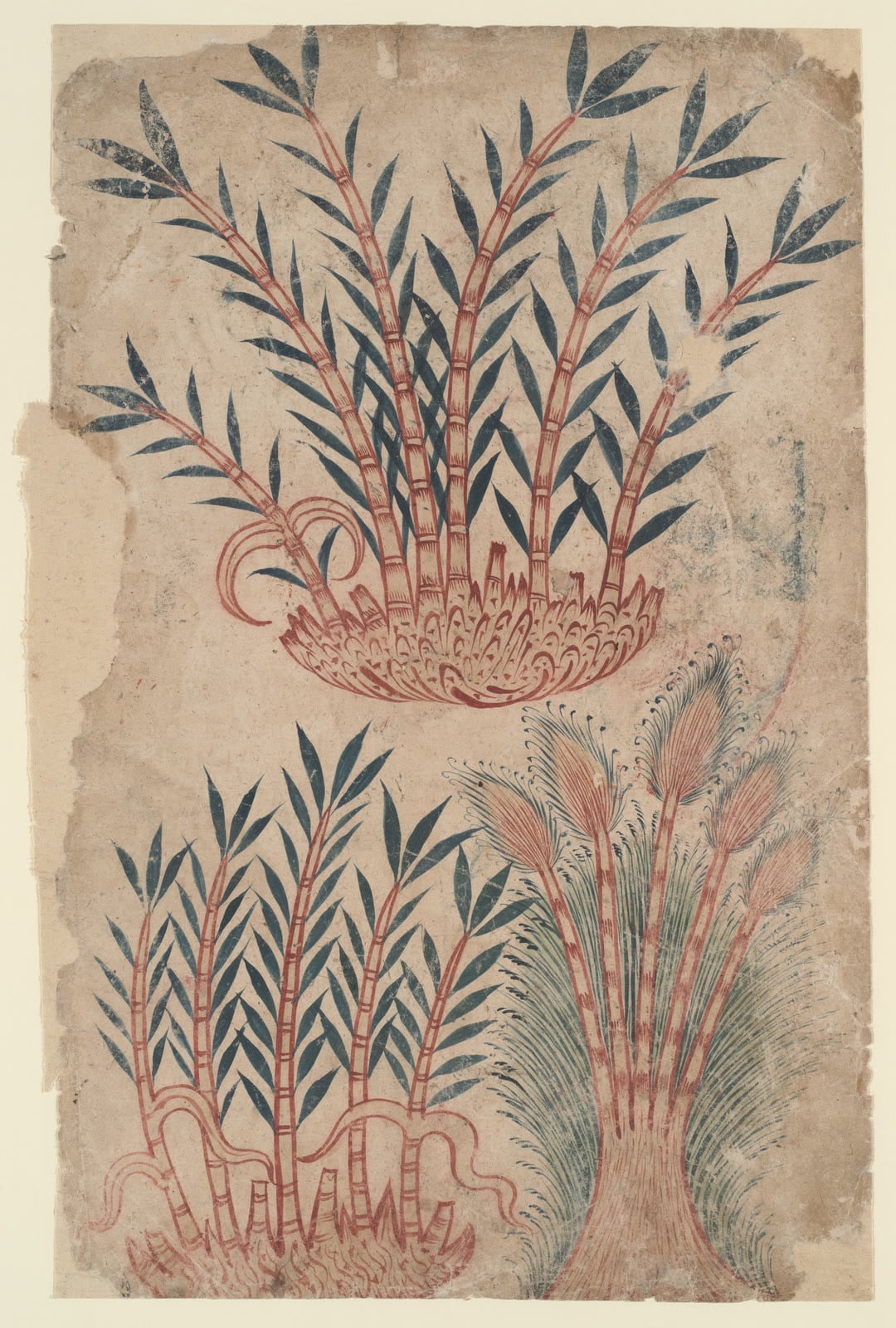 “Three Types of Reeds,” folio from a De Materia Medica
